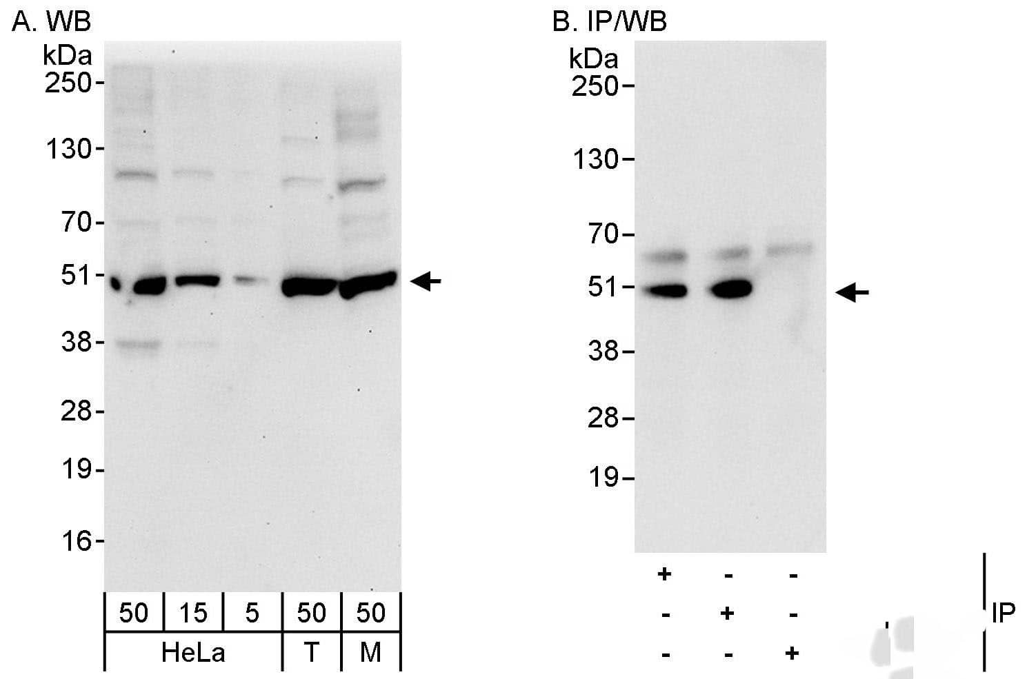 CDC37 Antibody