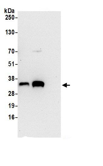 SRM Antibody