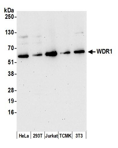 WDR1 Antibody