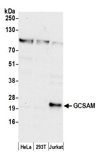 GCET2 Antibody