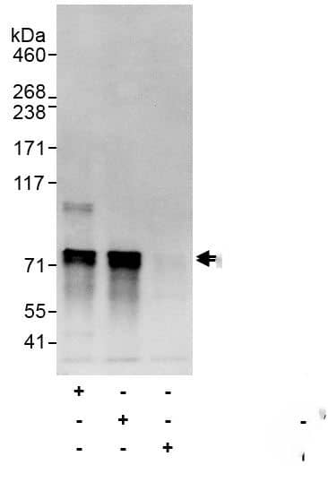 ATG16L1 Antibody