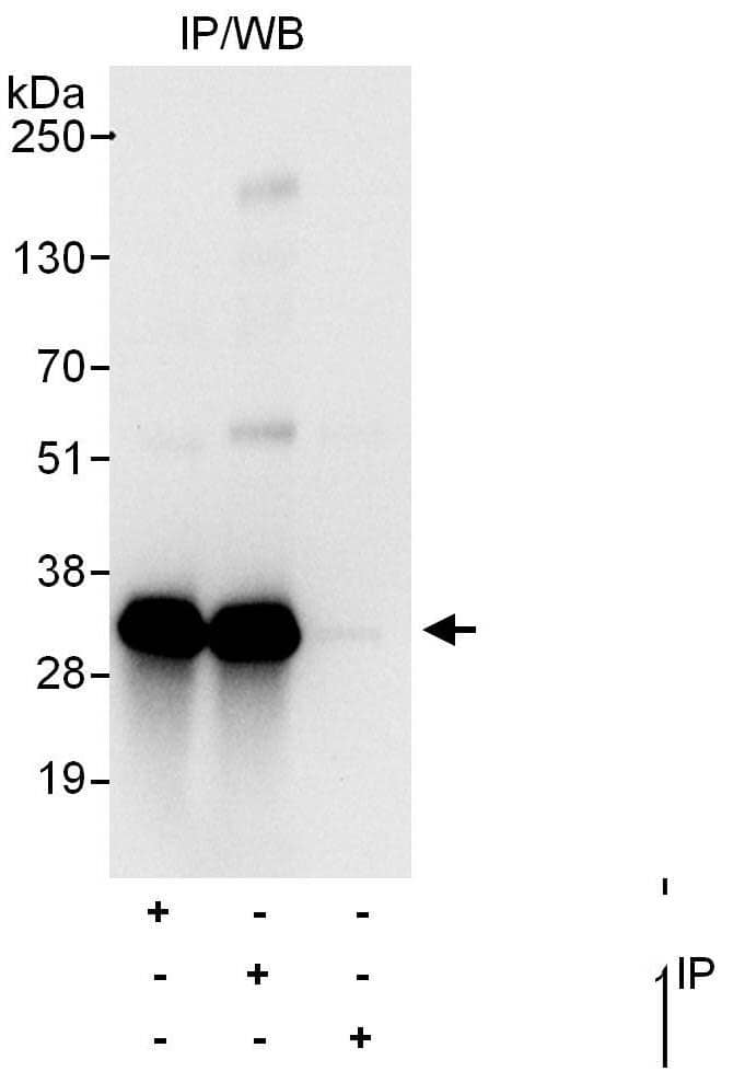 CIP29 Antibody