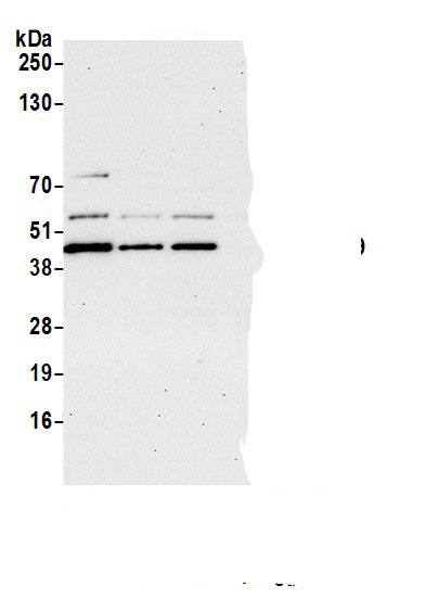 Cdk9 Antibody