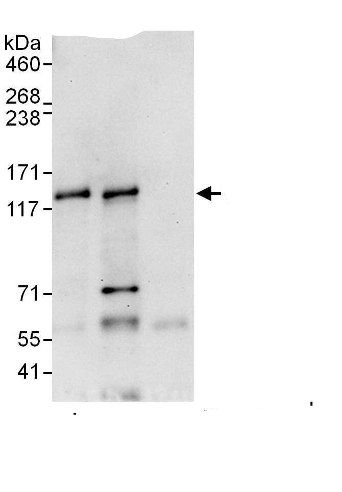 SNM1 Antibody