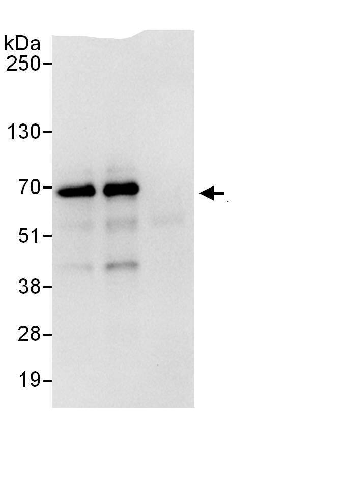 RGS14 Antibody