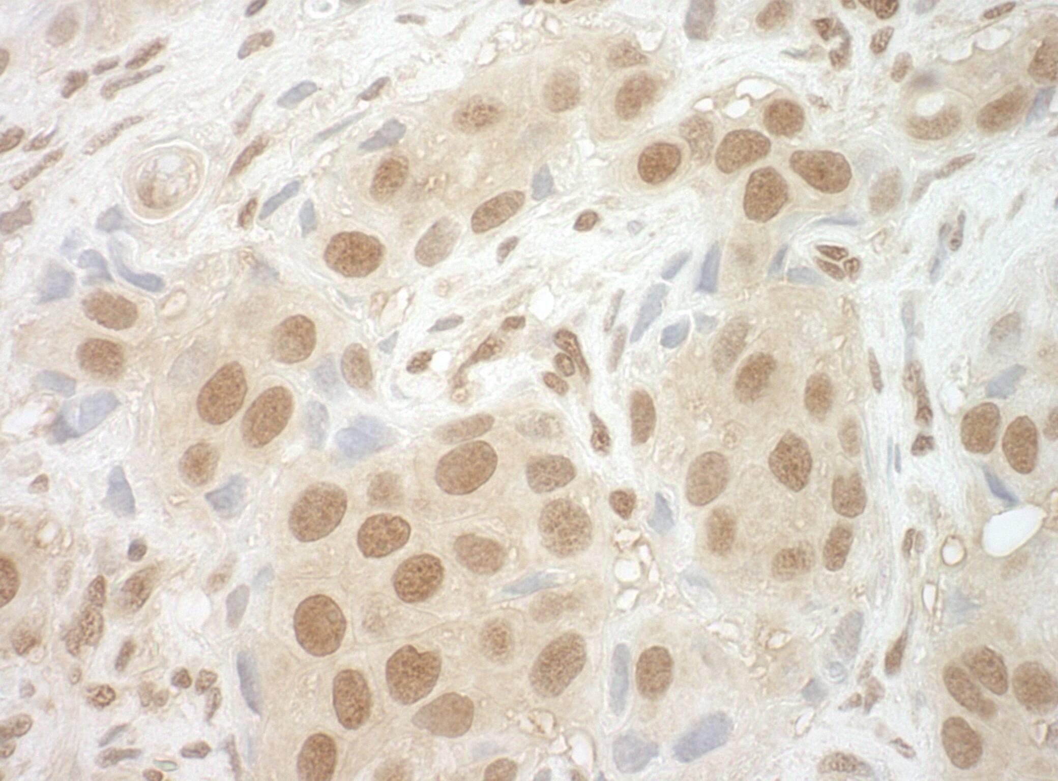 CBP20 Antibody