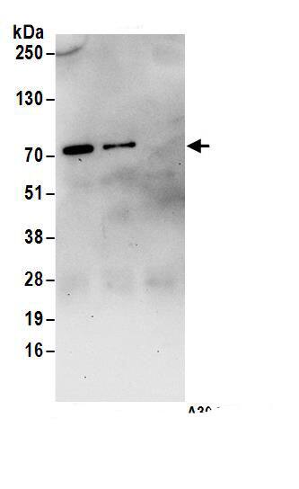 HSFX1/2 Antibody