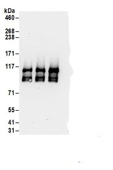 FTSJ3 Antibody