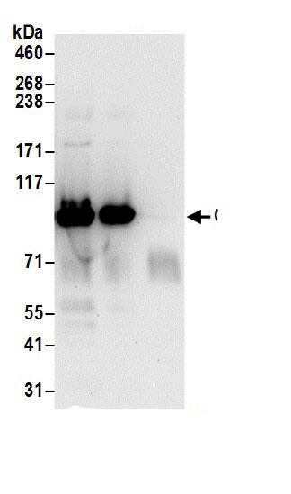 OSBP1 Antibody