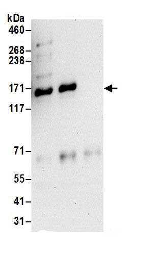 SPECC1L Antibody