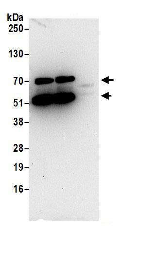 ARL6IP4 Antibody