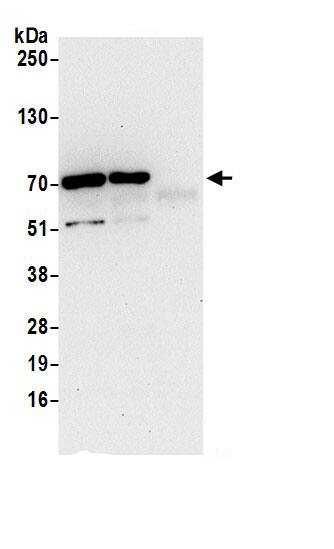 CCDC9 Antibody