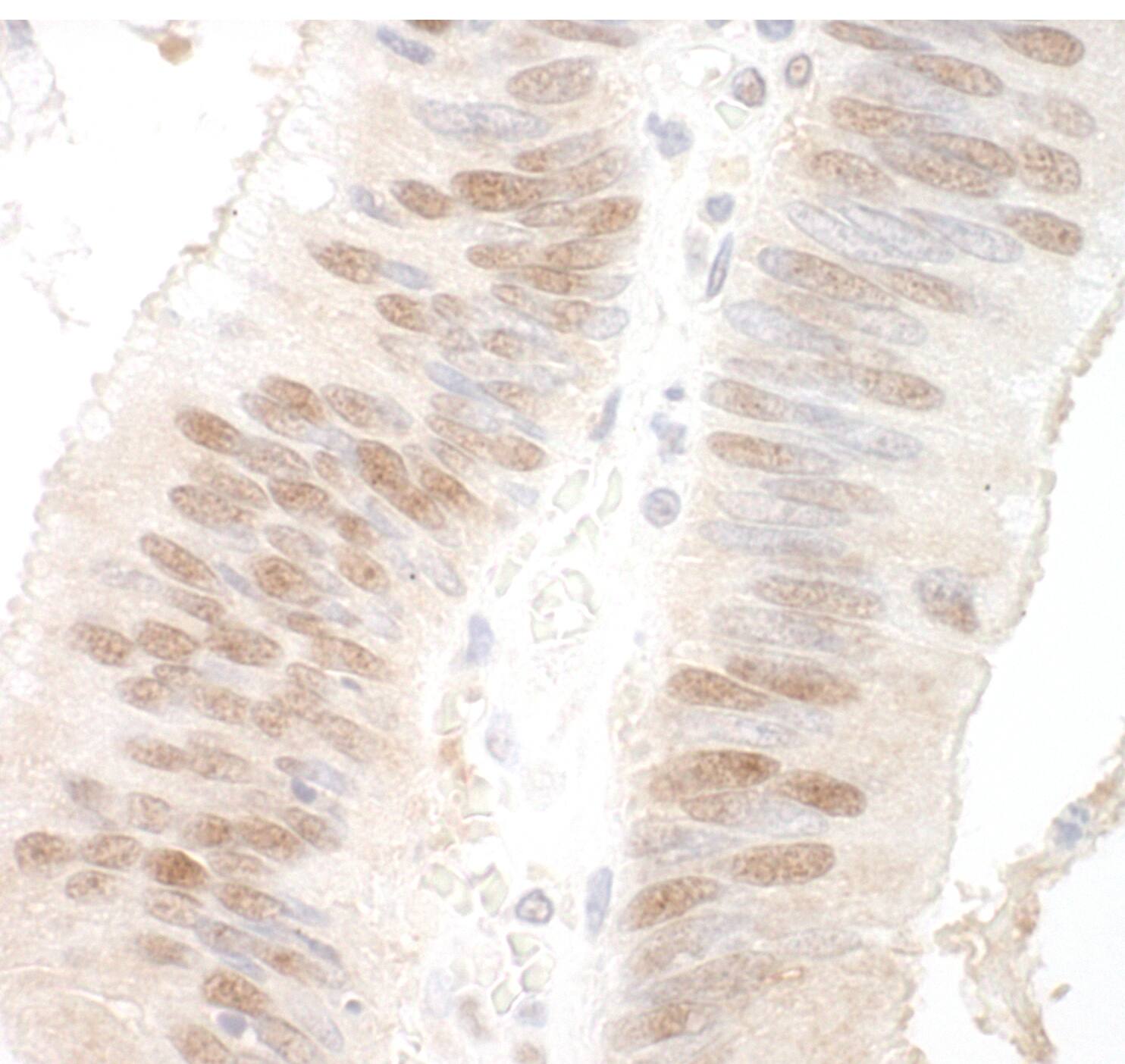 MBD3 Antibody