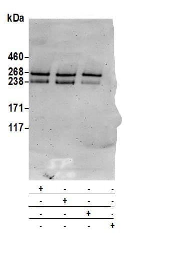 Neurofibromin 1 Antibody