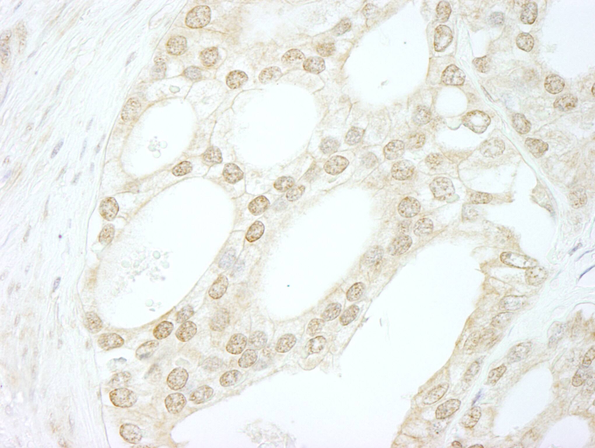 B-Myb Antibody