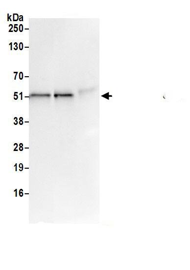 Nucleoredoxin Antibody