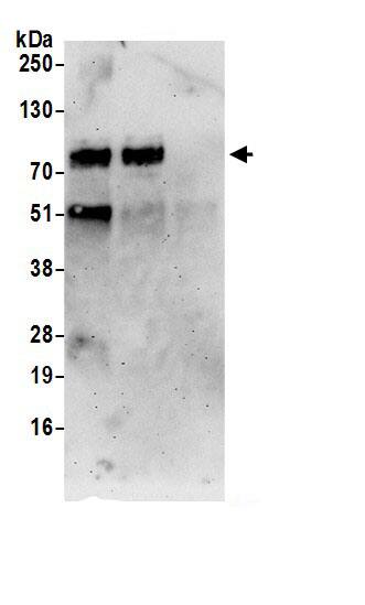 PAPD5 Antibody