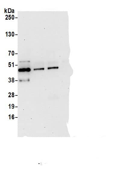 Alpha-parvin/Actopaxin Antibody