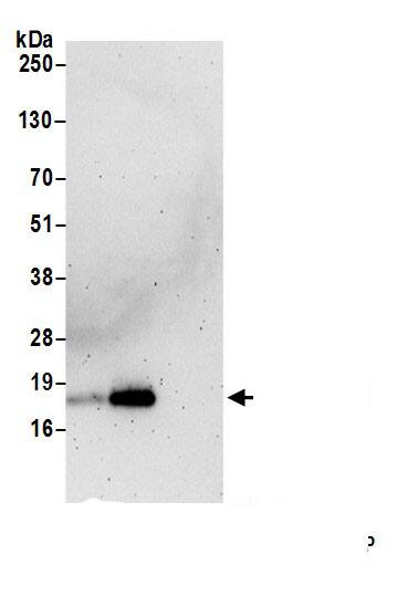 IMUP Antibody