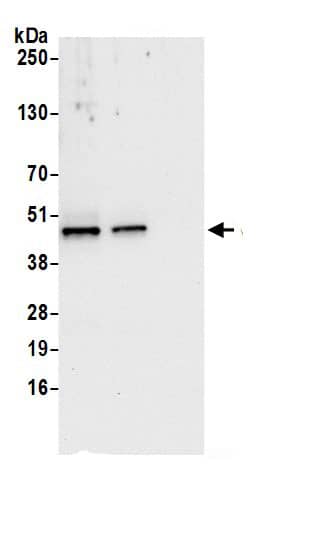 VRK1 Antibody