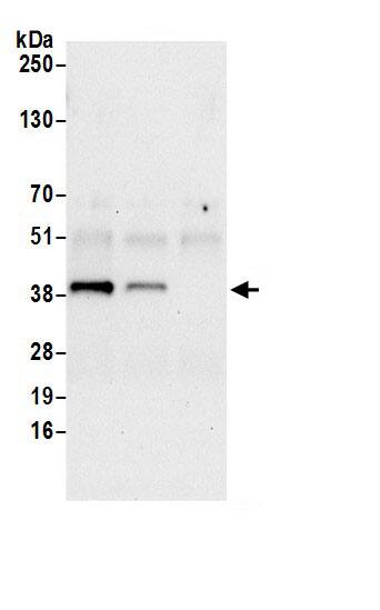 DHCR7 Antibody