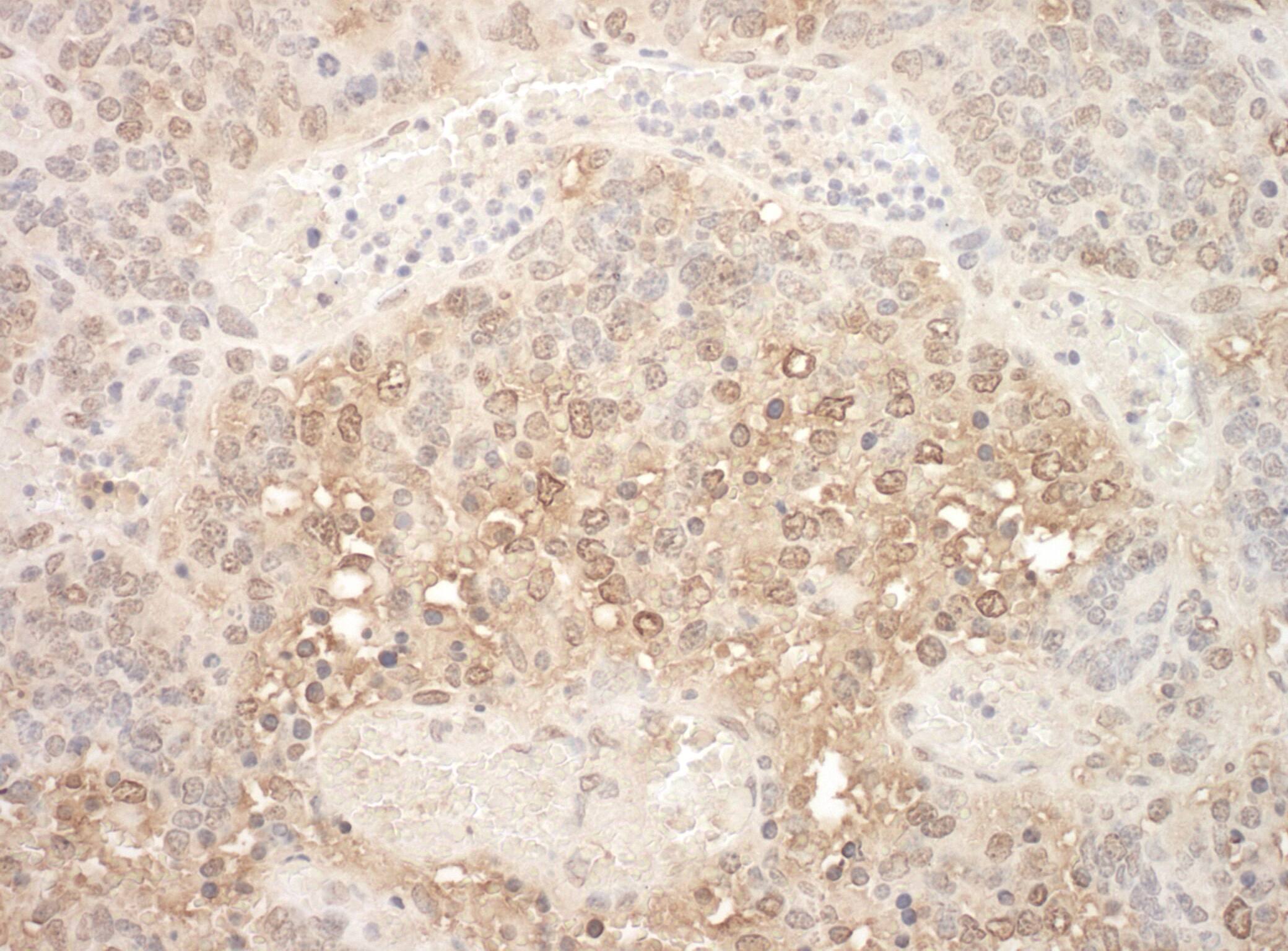 Apc7 Antibody