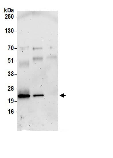 Rab1A Antibody