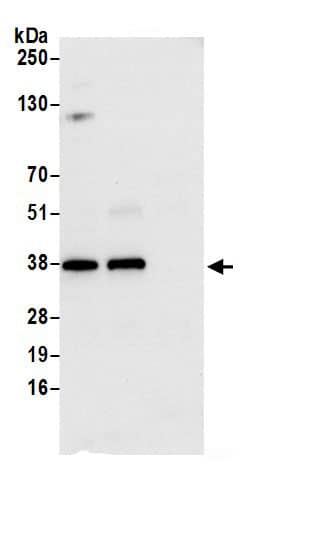 HO-2/HMOX2 Antibody