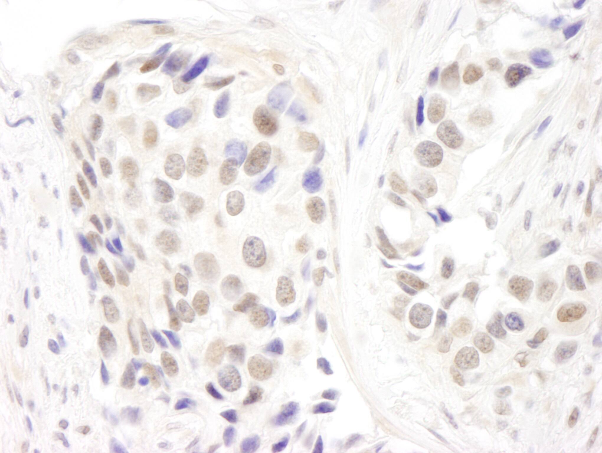 p66 alpha Antibody