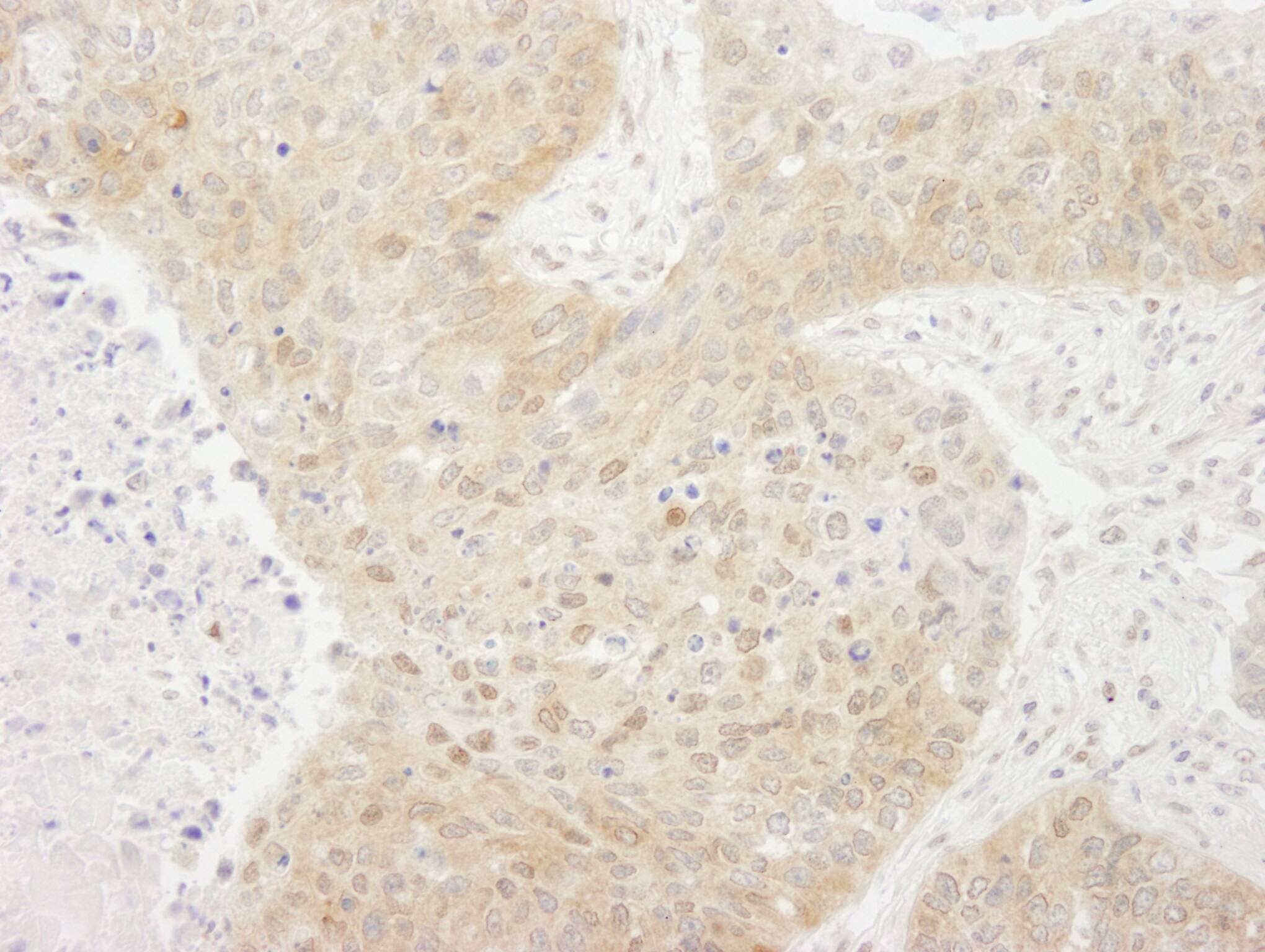 TORC1 Antibody