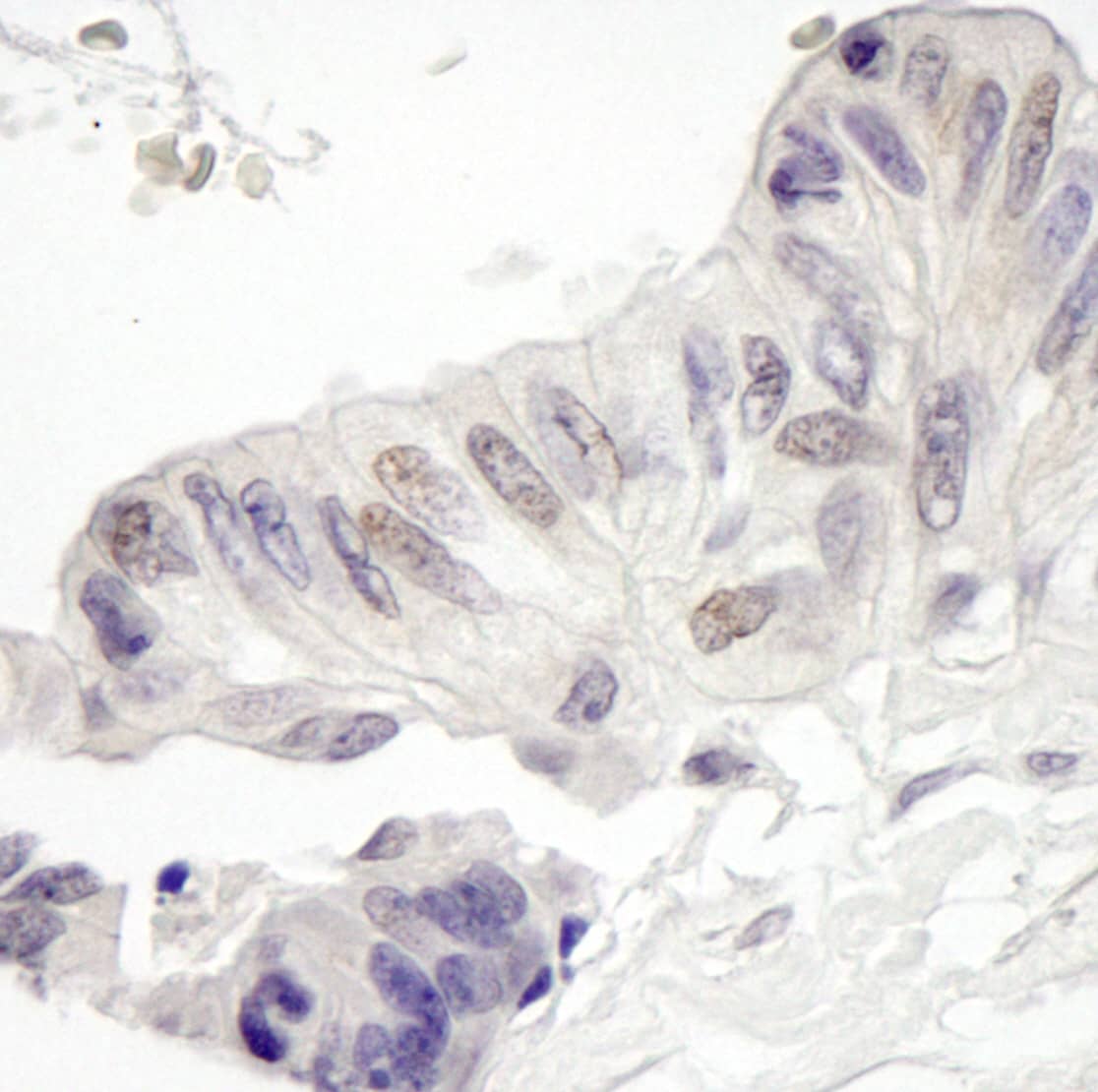 MAML1 Antibody