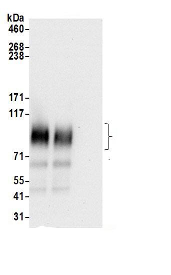 SV2A Antibody