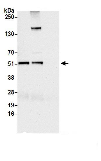 NARFL Antibody