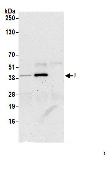 LZTFL1 Antibody