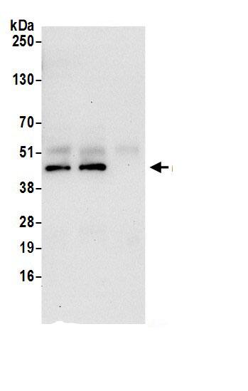 PELO Antibody