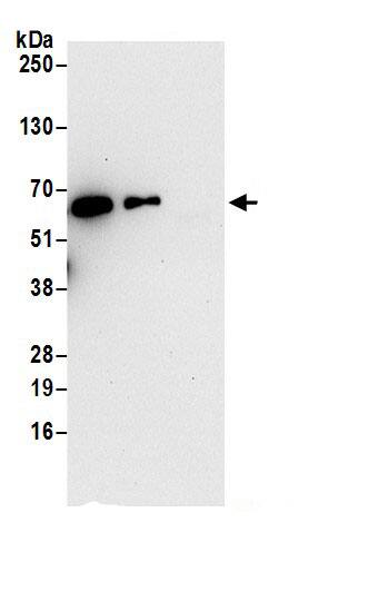 WDR1 Antibody