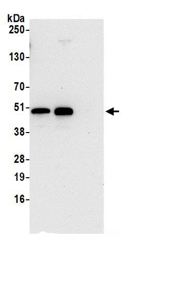 SNX5 Antibody