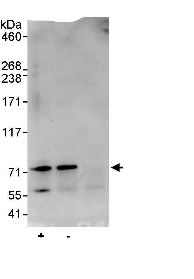 MED26 Antibody