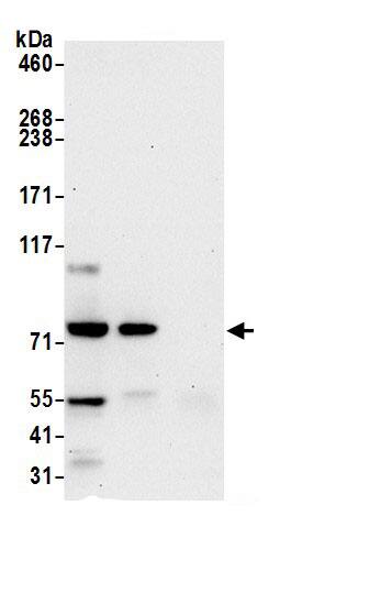 COG4 Antibody