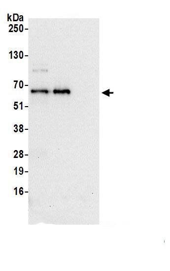 MON1B Antibody