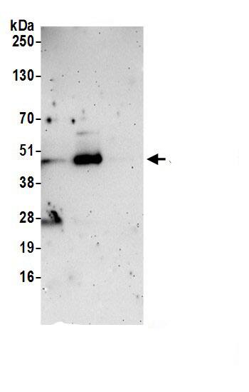 SLC25A46 Antibody