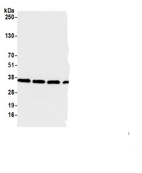 MAPK1IP1L Antibody