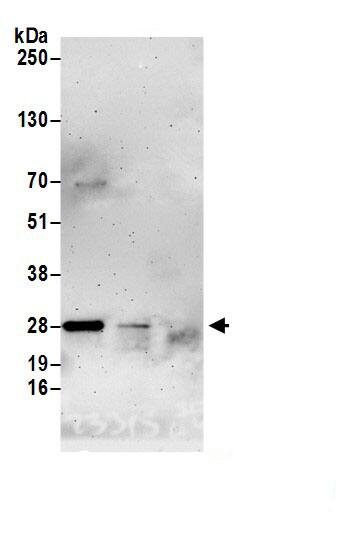 Latexin Antibody