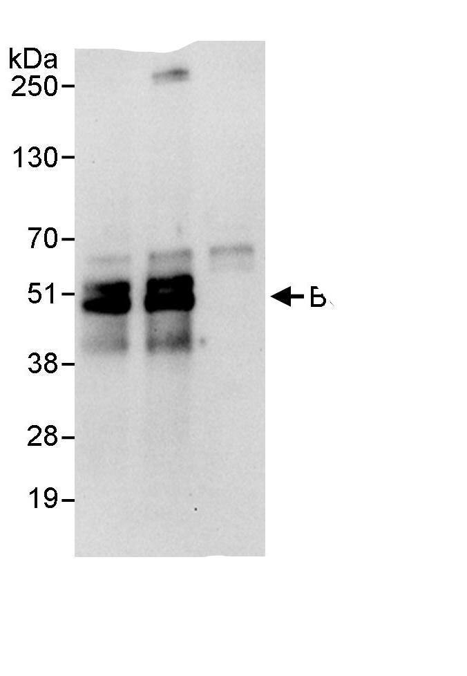 CDC42EP4 Antibody