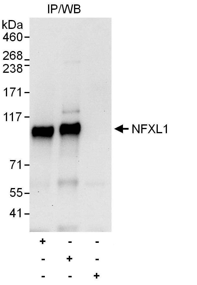 NFXL1 Antibody