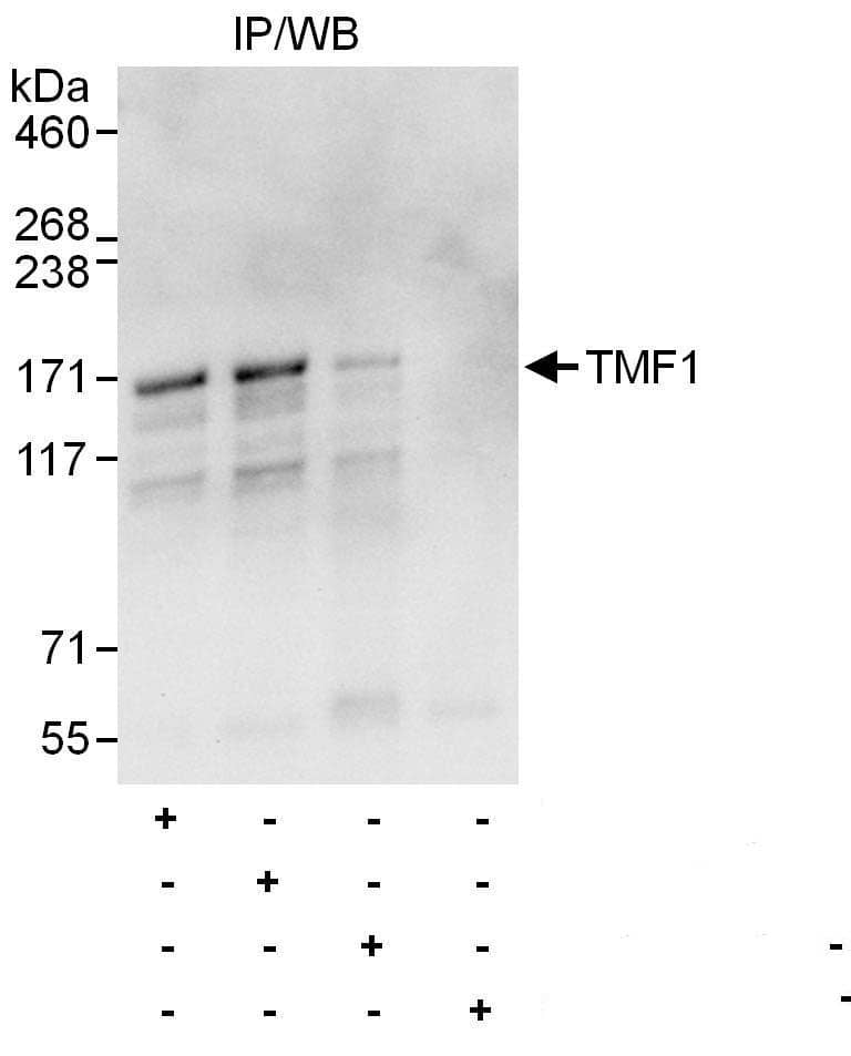 TATA Element Modulatory Factor 1 Antibody