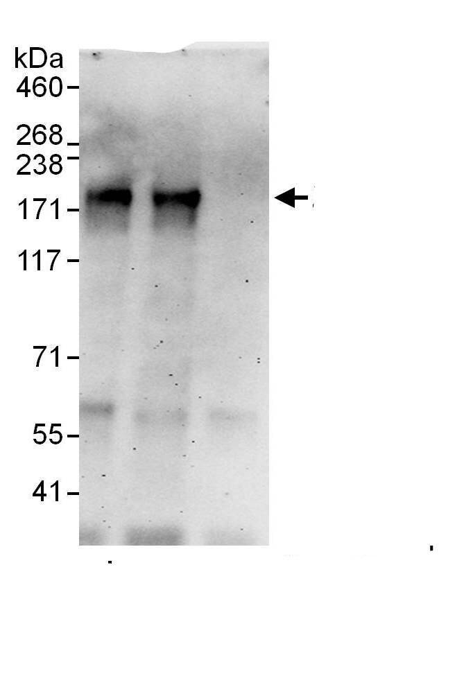 ZNF687 Antibody