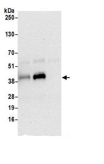 THOC3 Antibody