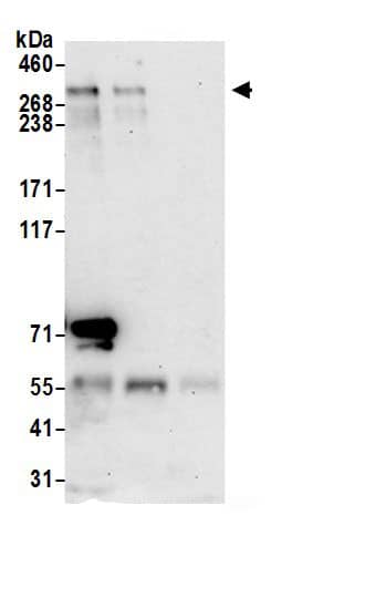 Myosin VB Antibody