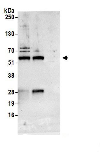 NARFL Antibody